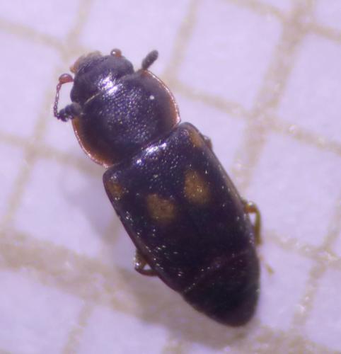 Réf. 311 244 : Carpophilus sexpustulatus